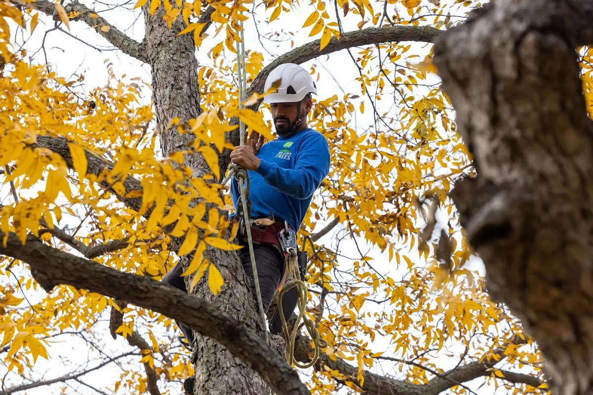 Skilled Tree Pruning crew working in Worland